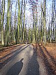 Radwanderweg durch den Buchenwald